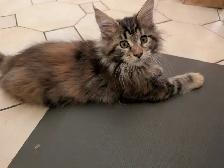 Maine Coon Kittens Ready to Go! - Photo 8