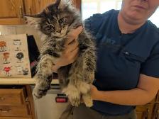 Maine Coon Kittens Ready to Go! - Photo 9