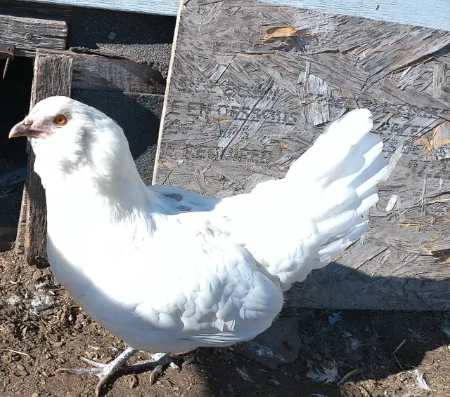 1 bym pullet