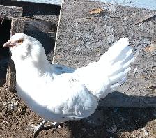 1 bym pullet