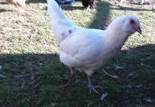 1 bym pullet - Photo 2