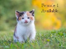 4 Cute Kittens for Sale! Ready to Go!