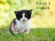 4 Cute Kittens for Sale! Ready to Go! - Photo 2
