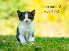 4 Cute Kittens for Sale! Ready to Go! - Photo 3