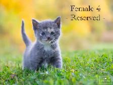 4 Cute Kittens for Sale! Ready to Go! - Photo 4