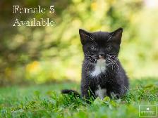 4 Cute Kittens for Sale! Ready to Go! - Photo 5