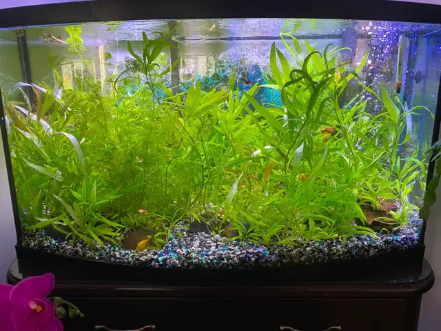 Well Rooted and Very Hardy Aquarium Plants