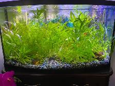 Well Rooted and Very Hardy Aquarium Plants