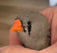 For Sale: Zebra Finches with Birdcage and Accessories - Photo 2