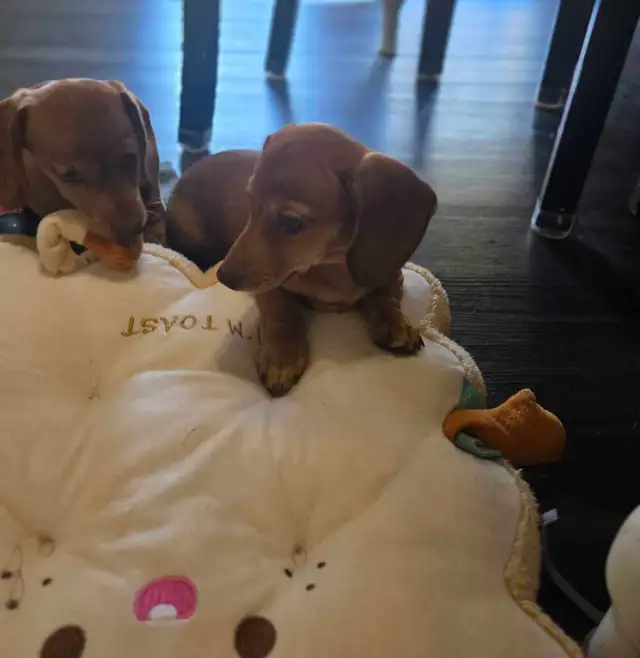Registered Miniature Dachshund Puppy
