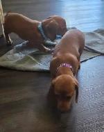Registered Miniature Dachshund Puppy - Photo 2