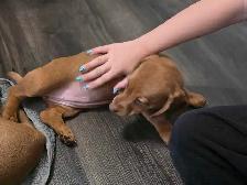 Registered Miniature Dachshund Puppy - Photo 3
