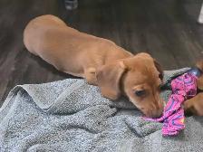 Registered Miniature Dachshund Puppy - Photo 4