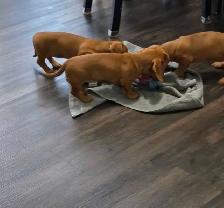 Registered Miniature Dachshund Puppy - Photo 6