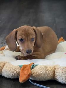 Registered Miniature Dachshund Puppy - Photo 9