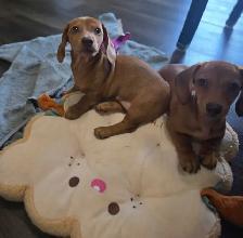 Registered Miniature Dachshund Puppy - Photo 10