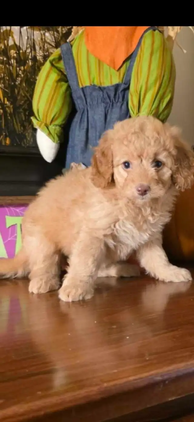 Cockapoo puppy born Aug 12 2026 Female