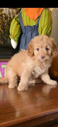 Cockapoo puppy born Aug 12 2026 Female