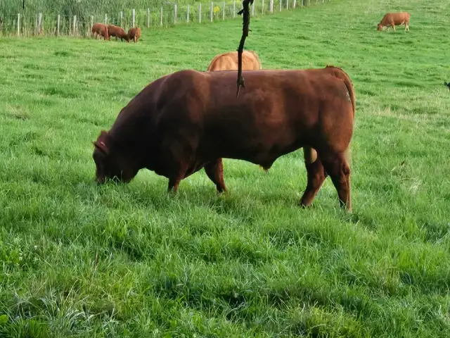 Mature Limousin Bulls