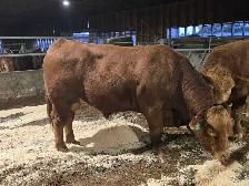 Mature Limousin Bulls - Photo 2