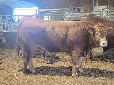 Mature Limousin Bulls - Photo 3