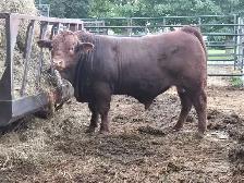 Mature Limousin Bulls - Photo 4