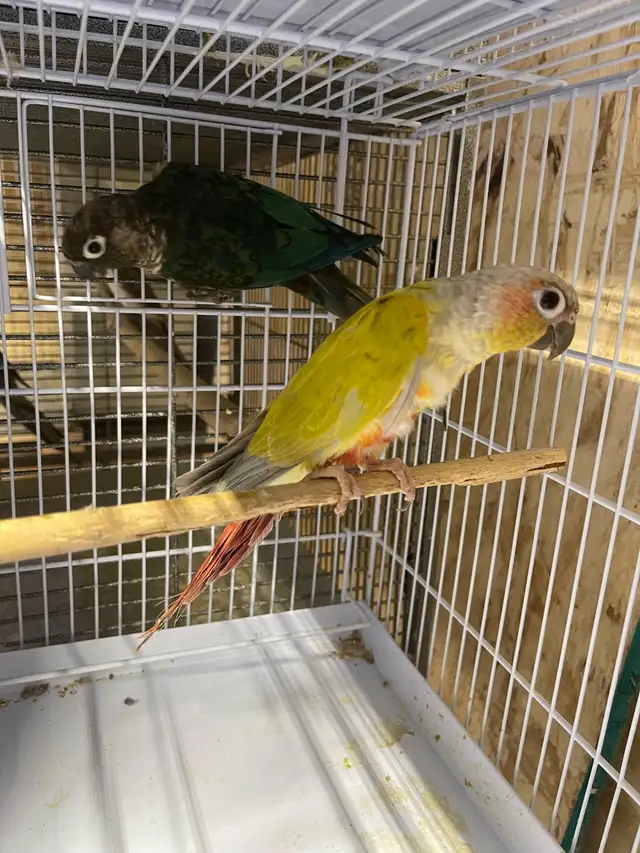 Diluted suncheek conure pairs SOLD.