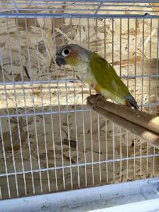 Diluted suncheek conure pairs SOLD. - Photo 2