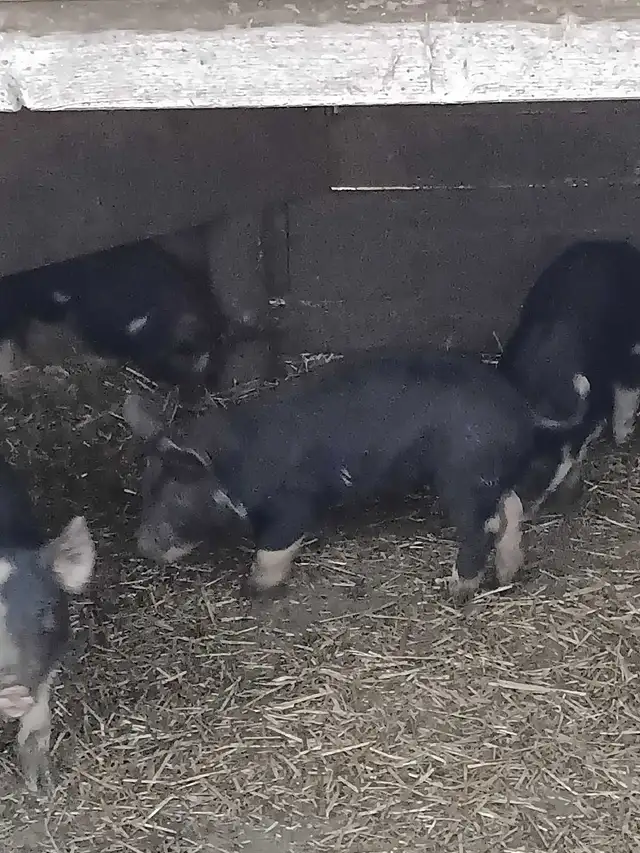 Berkshire pigglets