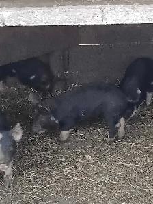 Berkshire pigglets