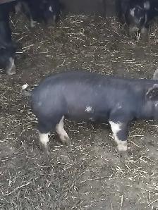 Berkshire pigglets - Photo 2