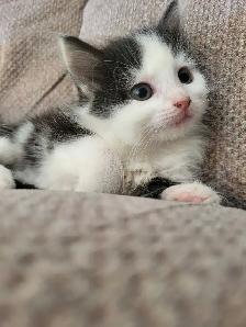 Adorable Companion Kittens - Photo 2
