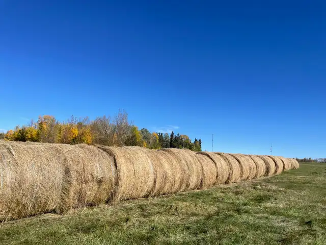 1300lb round bales  Alder flats Alberta