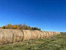 1300lb round bales  Alder flats Alberta
