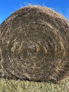 1300lb round bales  Alder flats Alberta - Photo 4