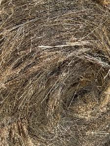 1300lb round bales  Alder flats Alberta - Photo 5