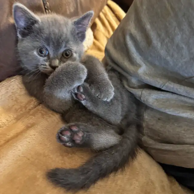 Blue Scottish fold Siamese boy