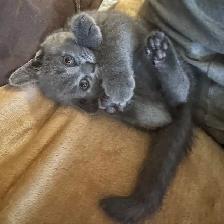Blue Scottish fold Siamese boy - Photo 2