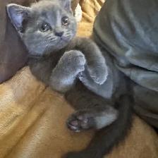 Blue Scottish fold Siamese boy - Photo 3