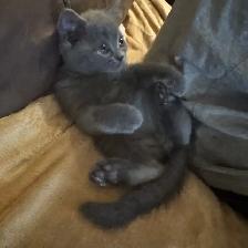 Blue Scottish fold Siamese boy - Photo 4