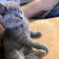 Blue Scottish fold Siamese boy - Photo 5