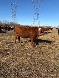 Bred Heifers