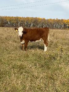 Bred Heifers - Photo 2