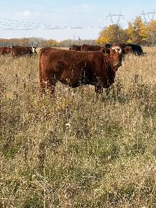 Bred Heifers - Photo 3