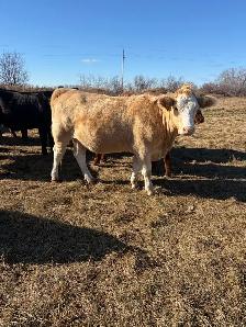 Bred Heifers - Photo 4