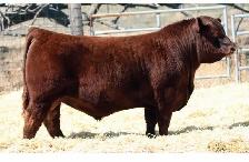Bred Heifers - Photo 5