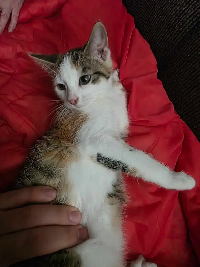 Chatons Calico à vendre !