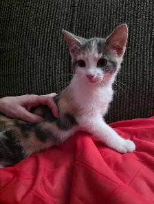 Chatons Calico à vendre ! - Photo 4