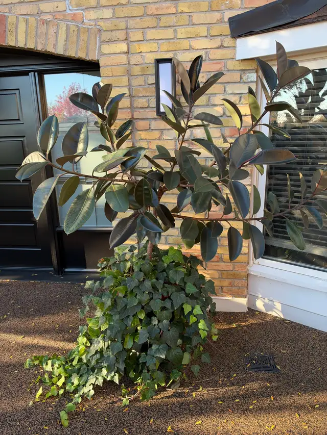 Tropical Mature Plants/Trees
