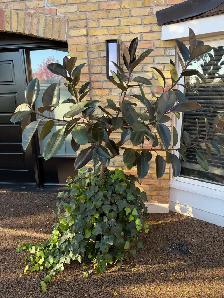 Tropical Mature Plants/Trees
